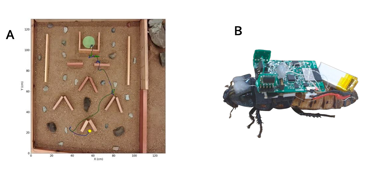 生物本来の能力を活用した昆虫サイボーグの 自律的なバイオハイブリッドナビゲーションアルゴリズムを開発