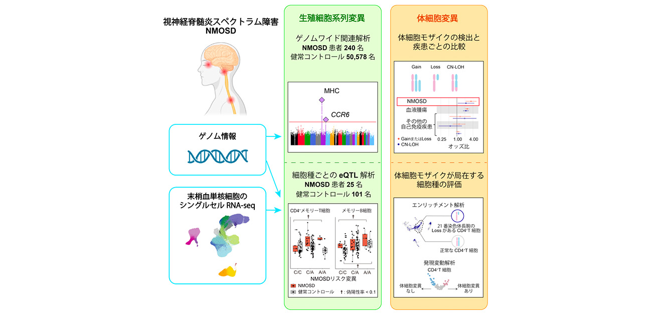 視神経脊髄炎スペクトラム障害に関わる遺伝子変異を発見