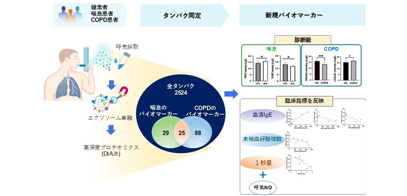 気管支喘息と慢性閉塞性肺疾患（COPD）の診断に役立つ新規バイオマーカーを呼気中エクソソームから発見