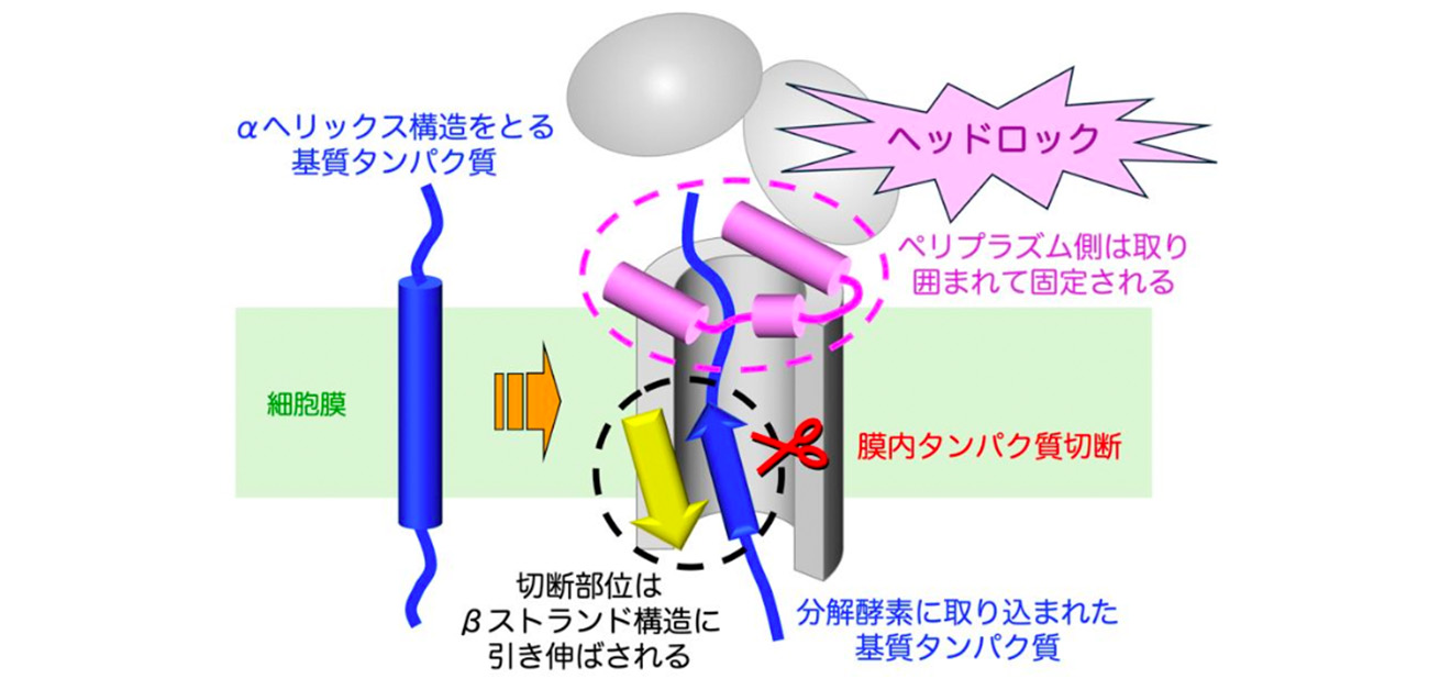 分解酵素は細胞膜の中でタンパク質を ヘッドロックして切断する