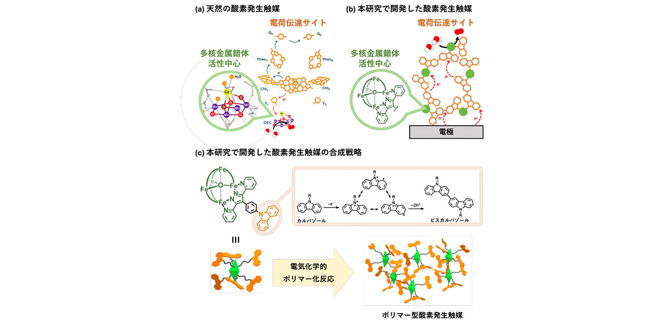 植物に学ぶ触媒デザインで酸素発生触媒の高性能化に成功