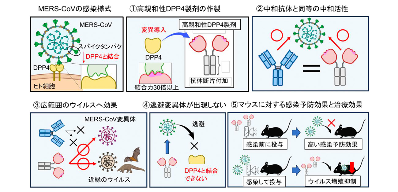 MERSコロナウイルスに対する高親和性DPP4製剤を開発