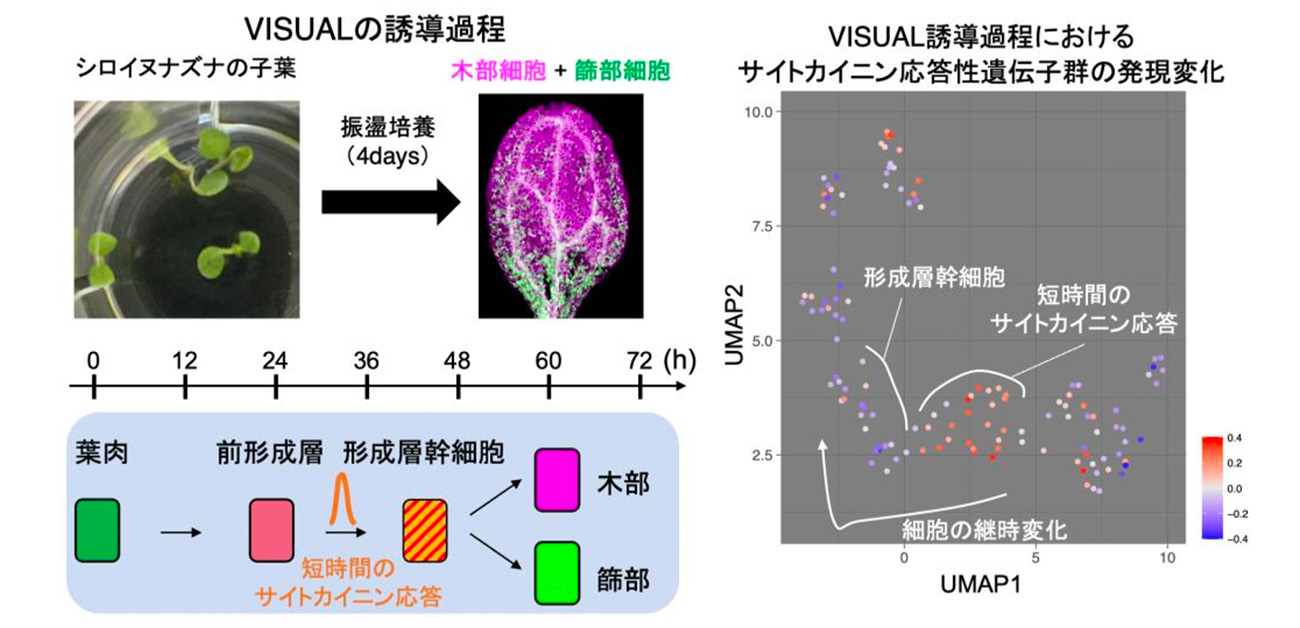 植物幹細胞が“覚醒”するスイッチを発見 - ResOU