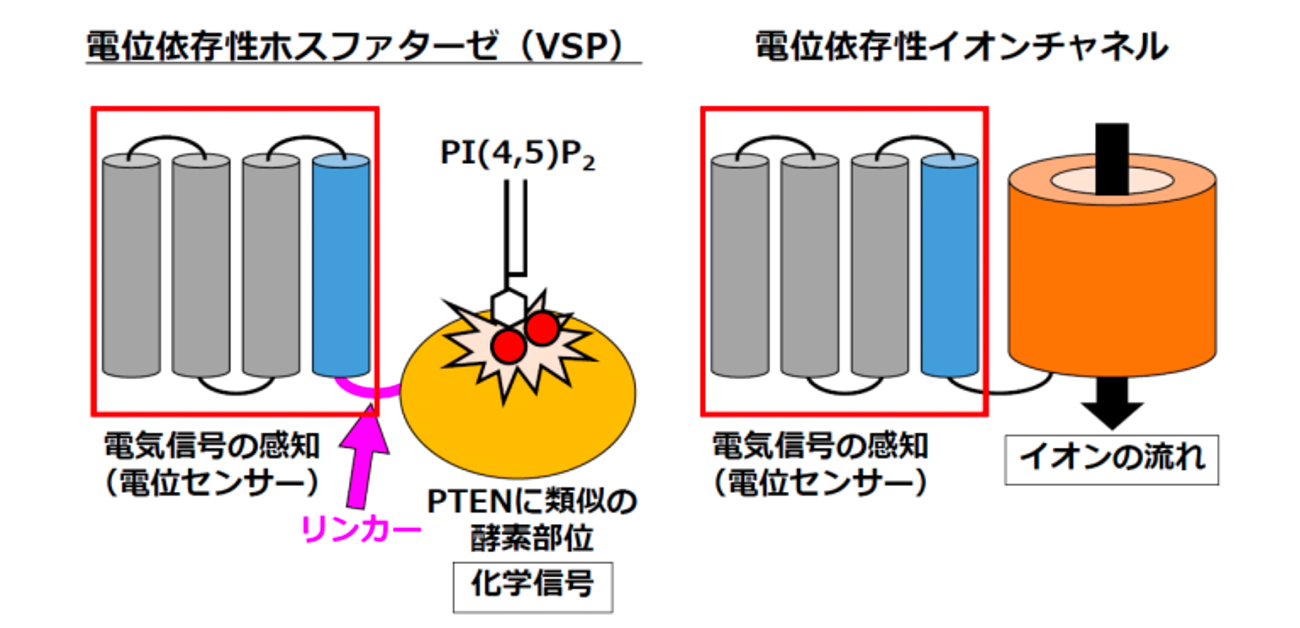 がんを防ぐ仕組みが精子の運動にも関与する?