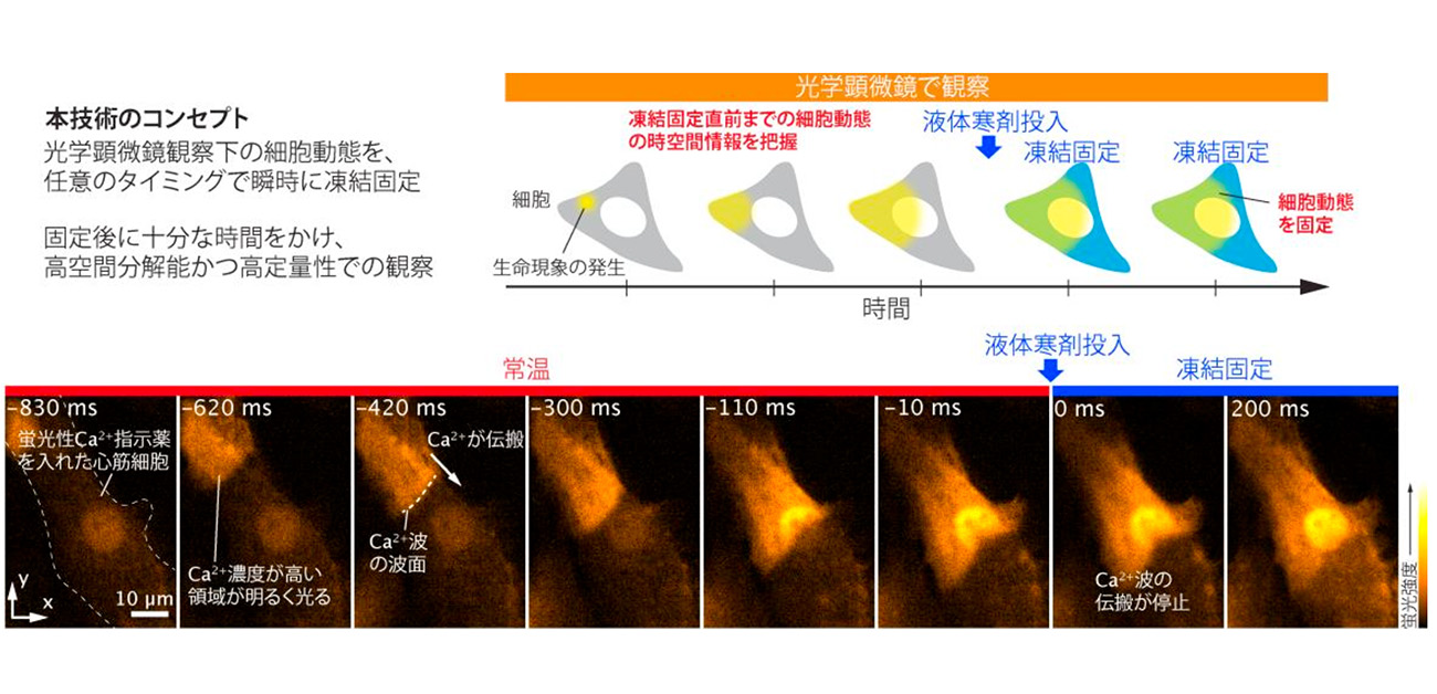 新技術「時間決定型クライオ光学顕微鏡法」を開発 - ResOU