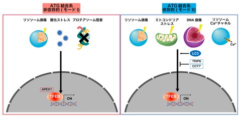 老化進行や神経変性疾患などの発症メカニズムの解明へ オートファジー
