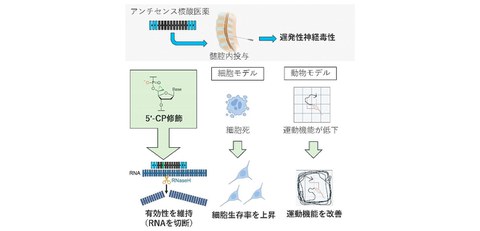 スプライシング制御核酸医薬による 難治性がん治療の新しい選択肢 - ResOU