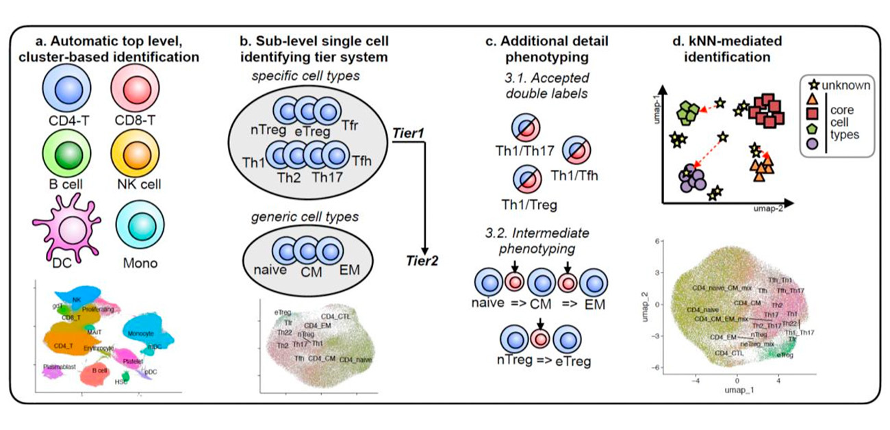 \階層的分類システム×機械学習/ 新技術scODINにより 細胞の高速・高精度解析を実現