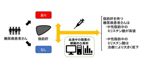 ブラッククミンシード　ザクロシード　ダイエット　体脂肪　糖尿　生活習慣病　更年期 経口血糖降下薬による糖尿病患者の体重減少と肥満関連健康障害の改善を