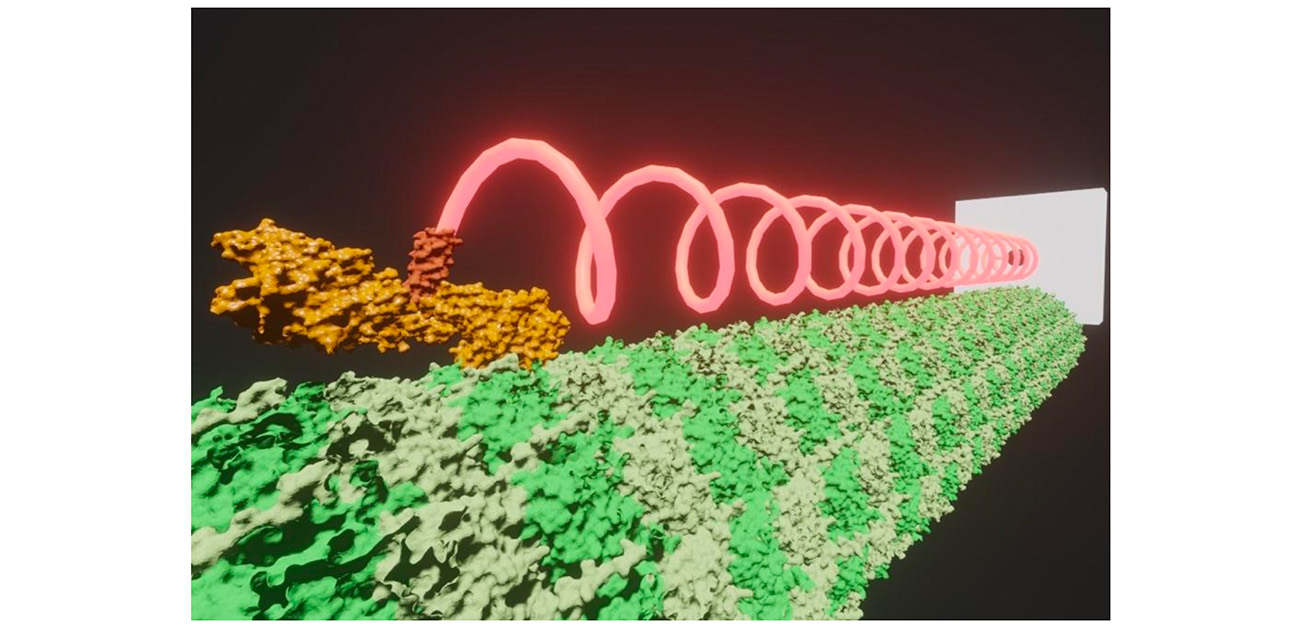 ナノスプリングで測る神経疾患タンパク質の力学異常