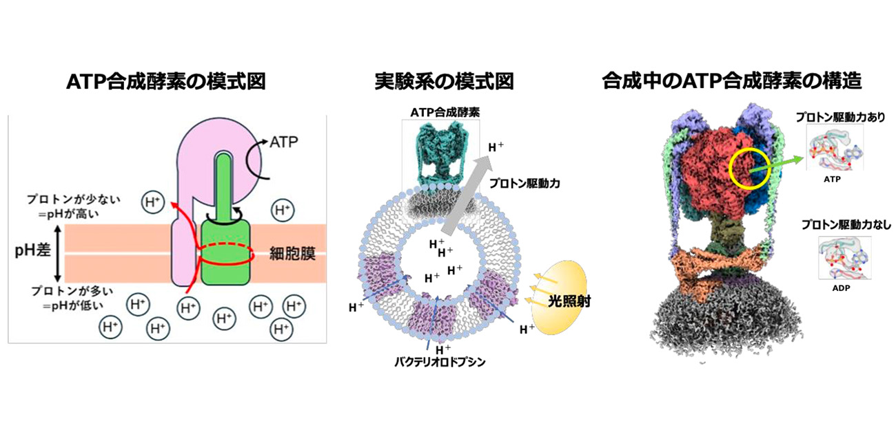生命のエネルギー工場」を動かす仕組みをクライオ電子顕微鏡で解明！ - ResOU