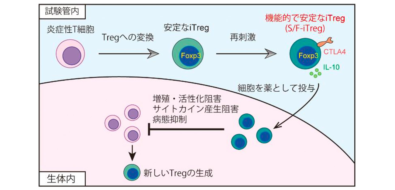 安定で機能的な人工制御性T細胞「S/F-iTreg」の製造法開発 - ResOU