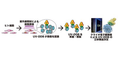 細胞内でUV-DDBタンパク質がゲノム上の紫外線損傷を 修復する瞬間の可視化に成功