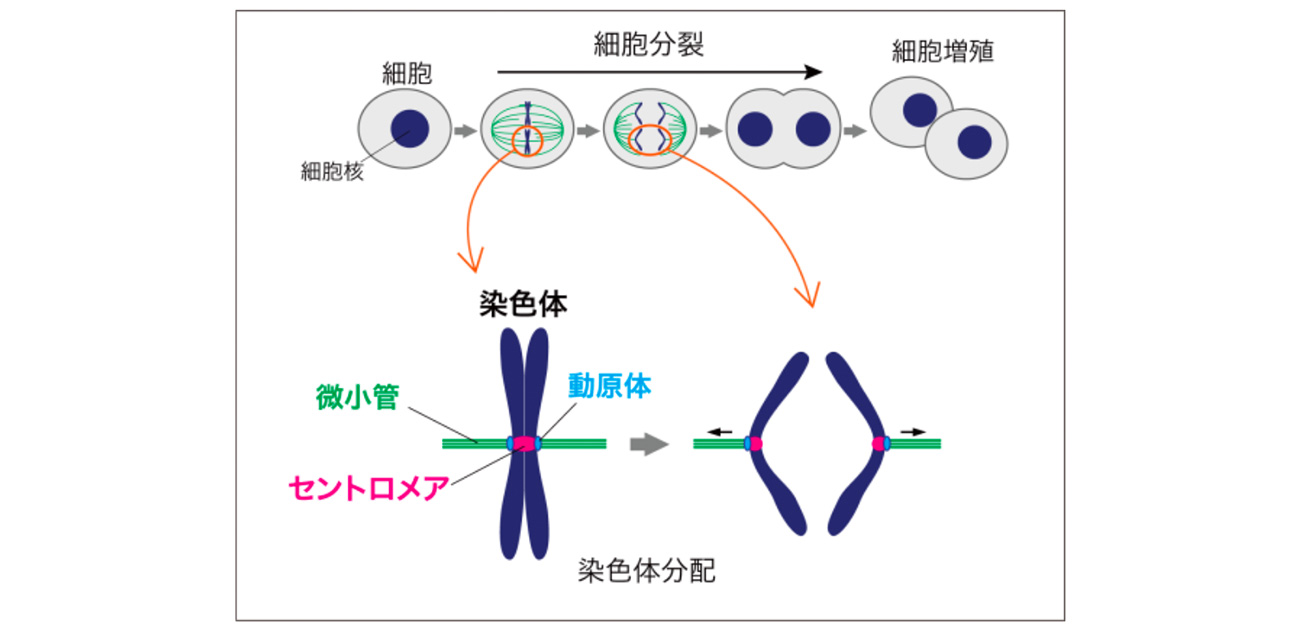 がん細胞を効果的に死滅させる標的分子の発見