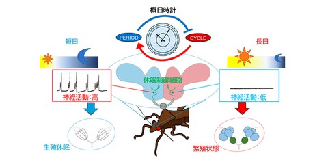 季節の情報を伝える脳神経回路／ 昆虫の季節休眠を制御するのは 神経