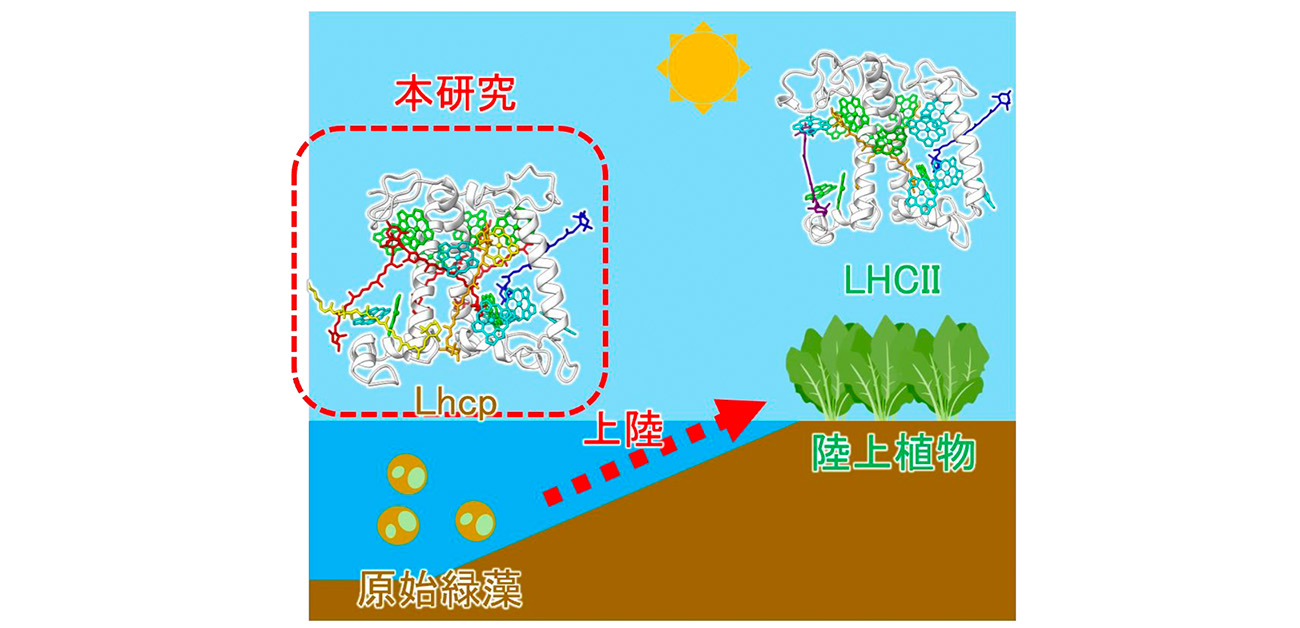 原始緑藻の集光タンパクの構造と機能に着目し 海底環境に特化した光合成アンテナを発見