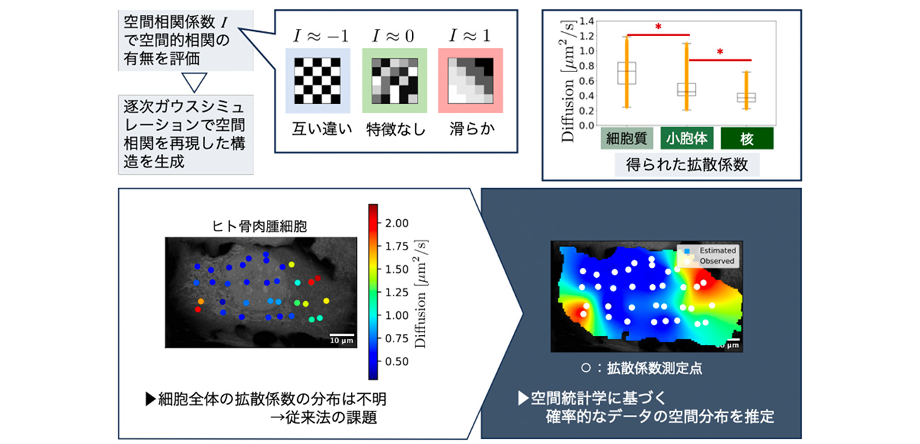 細胞内部の分子挙動を統計的に可視化
