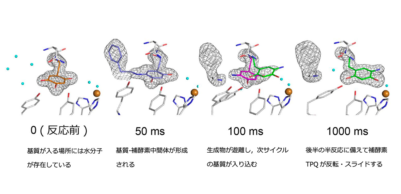 働く酵素の姿をミリ秒で捉える