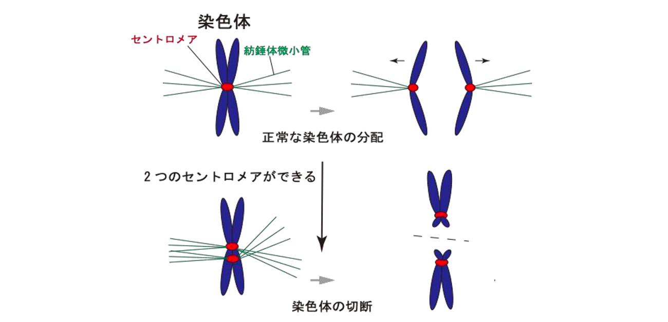 細胞分裂を決定づける新規分子機構の発見