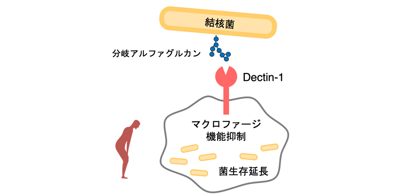 結核菌が免疫受容体を利用して生き残る仕組みを解明