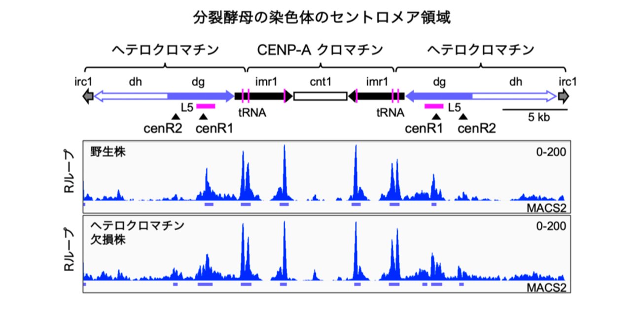 ＼活発な転写が要因！／ 転写が染色体異常を起こすメカニズムを発見