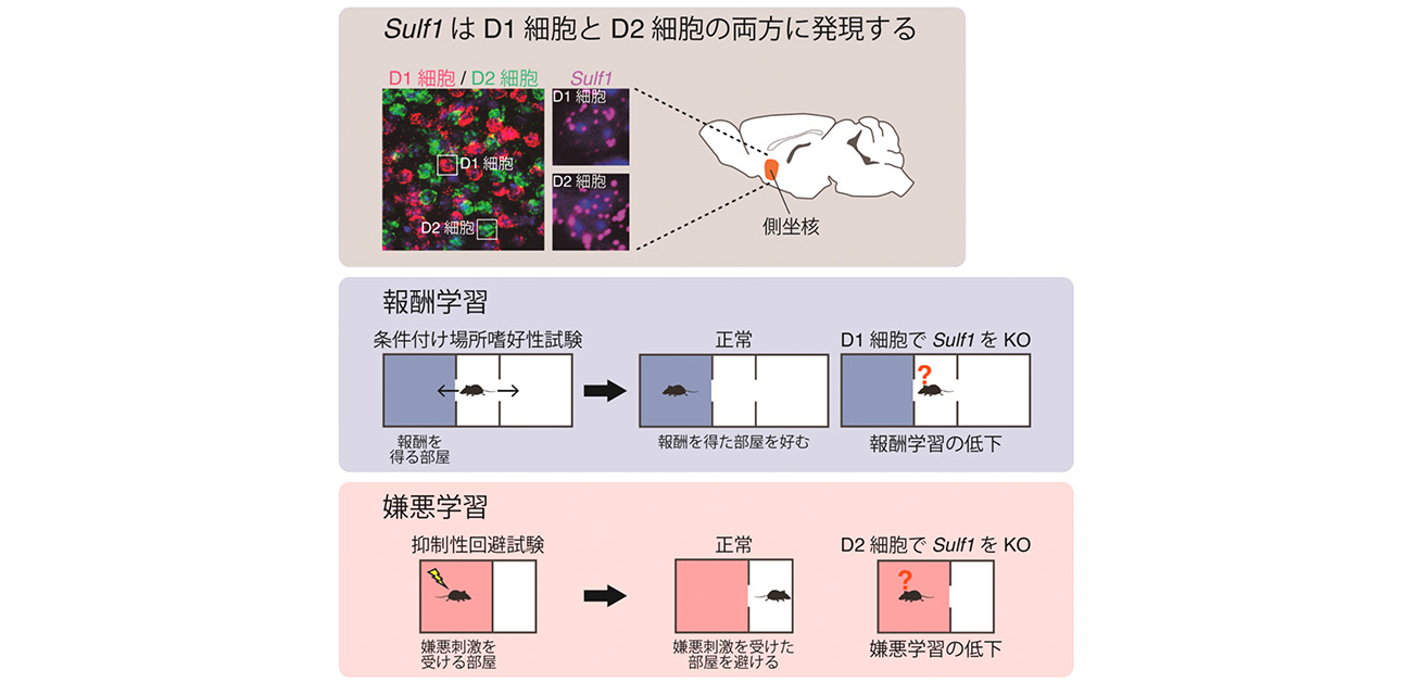 報酬・嫌悪学習が細胞外スルファターゼにより制御される仕組みを解明