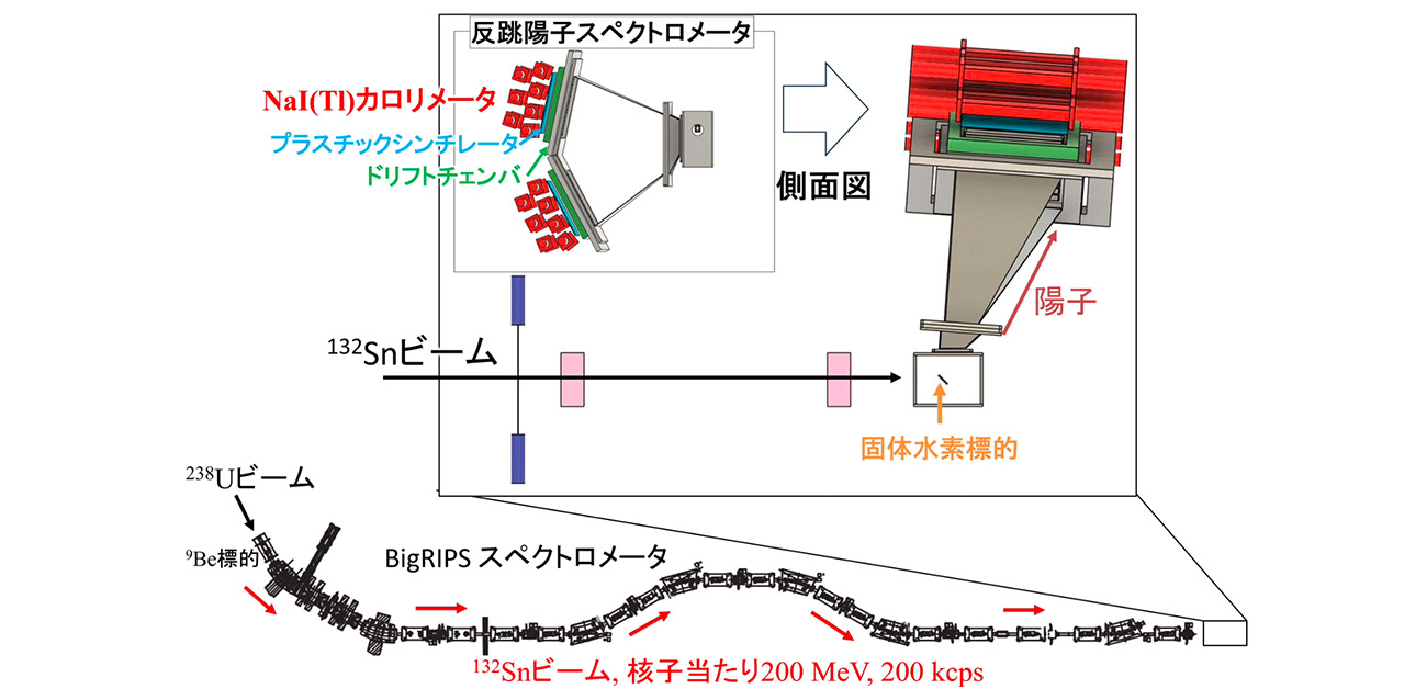中性子過剰なスズ原子核は小さい