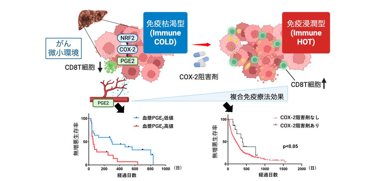 肝がん免疫療法抵抗性の新たな分子機序を解明