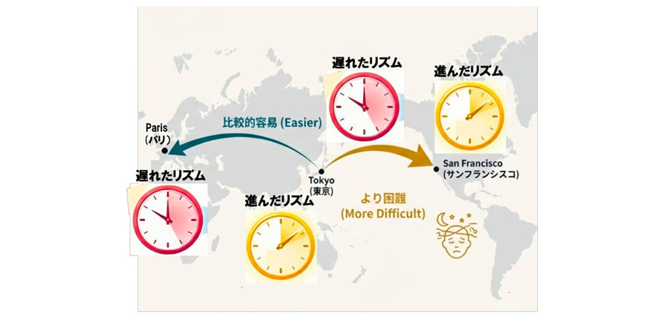 経口投与で体内時計を「進める」新化合物を発見