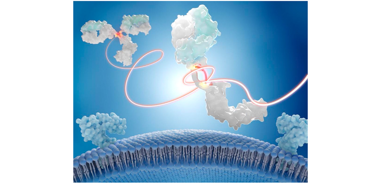抗体全体のかたちと機能の鍵となるヒンジ領域