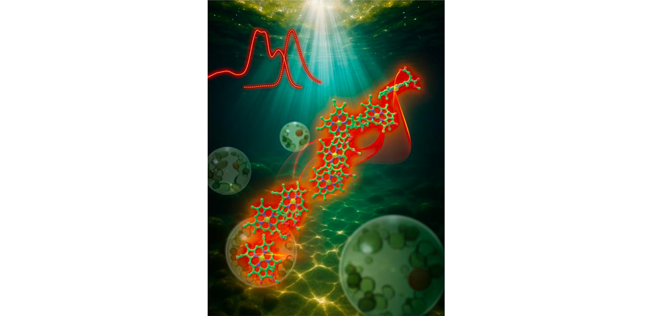 藻類の新たな光利用の仕組みを解き明かす - ResOU