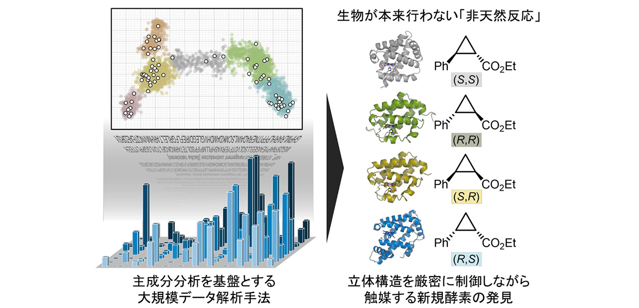 大規模データ解析で「非天然反応」を担う酵素を発見