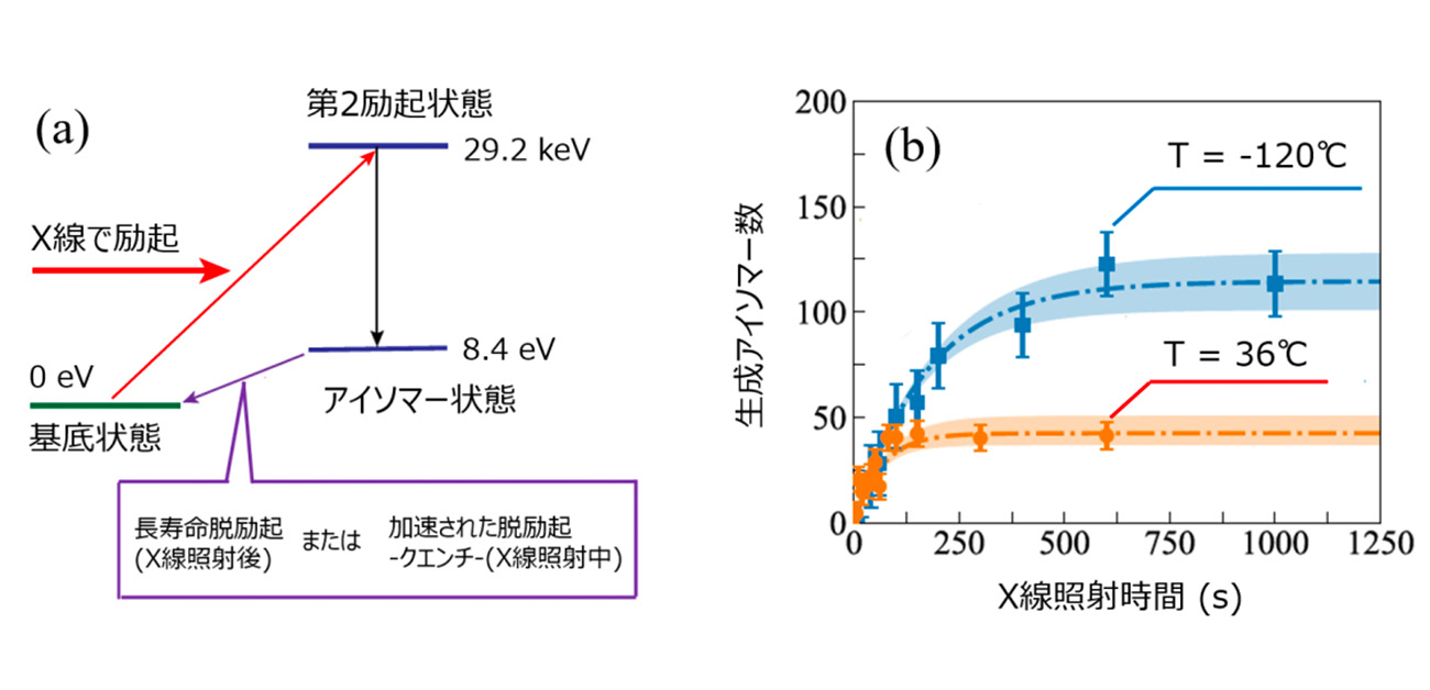 結晶中トリウム229原子核アイソマーのクエンチ機構の解明に前進