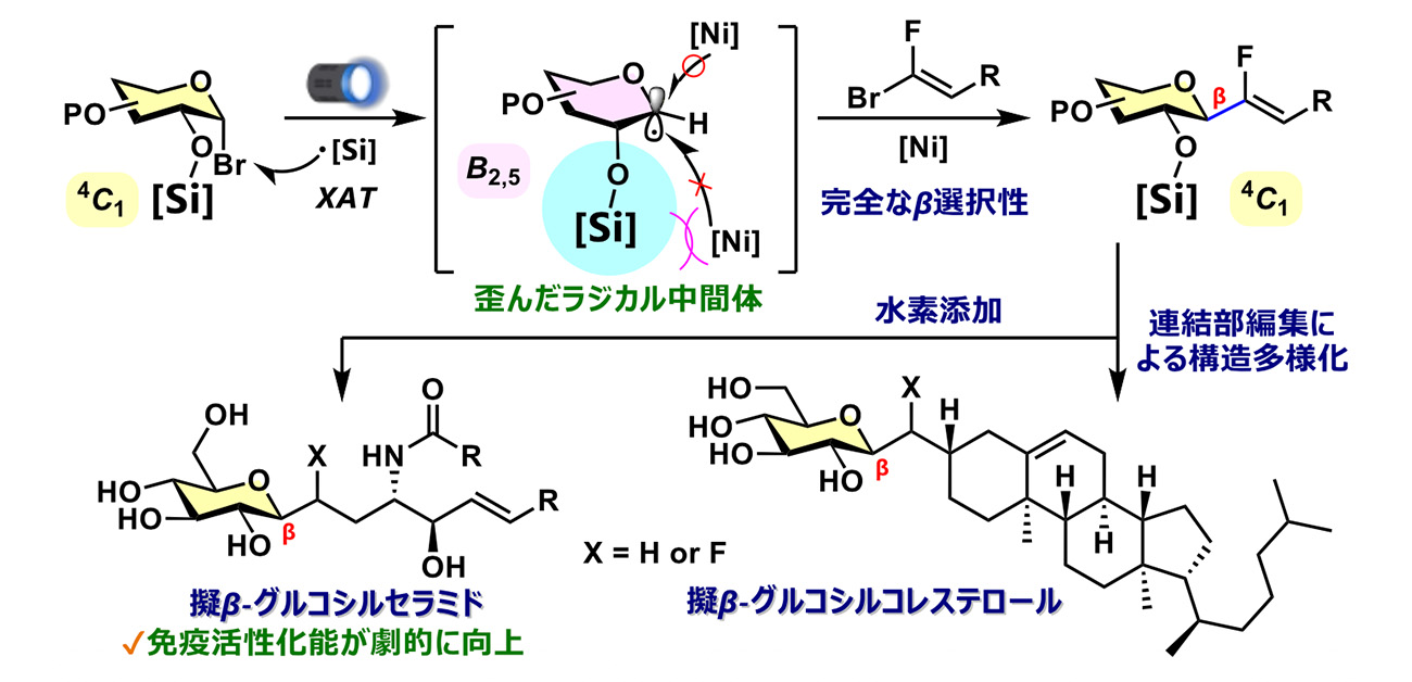 糖誘導体のラジカル付加反応に関する研究 糖–脂質の“つなぎ目”が免疫を左右する - ResOU