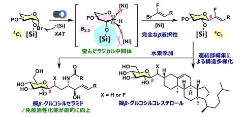 ナチュラルキラーT(NKT)細胞分化を制御する 新たな仕組みを発見 - ResOU