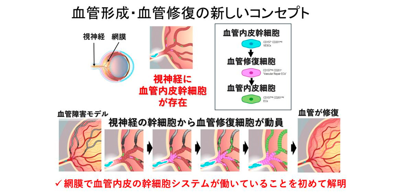 ＼隠された網膜血管を守るしくみ／ 視神経に“網膜血管幹細胞の貯蔵庫”を発見