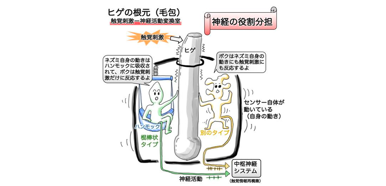 触覚受容における情報フィルタリングを解明
