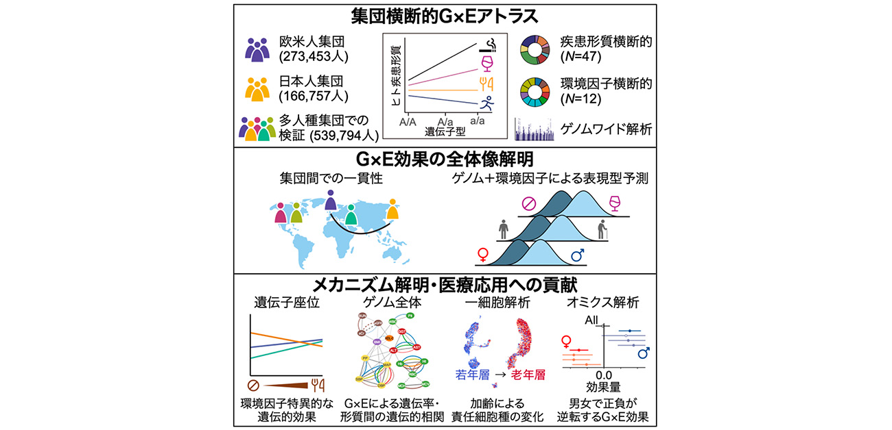 国際バイオバンク横断解析でゲノムと環境の相互作用を解明