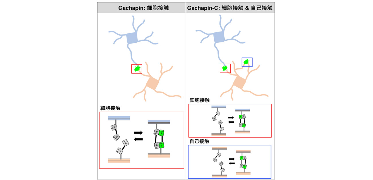 動的な細胞接触を捉える蛍光センサーGachapinを新開発