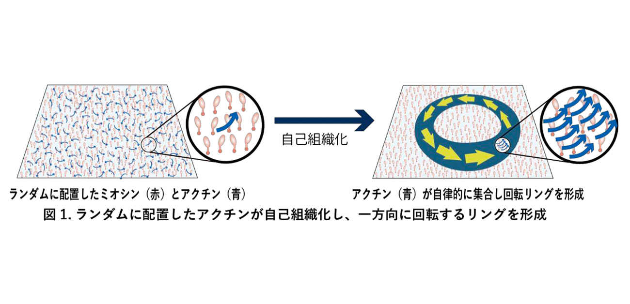 分子モーターによる秩序形成の原理を解明