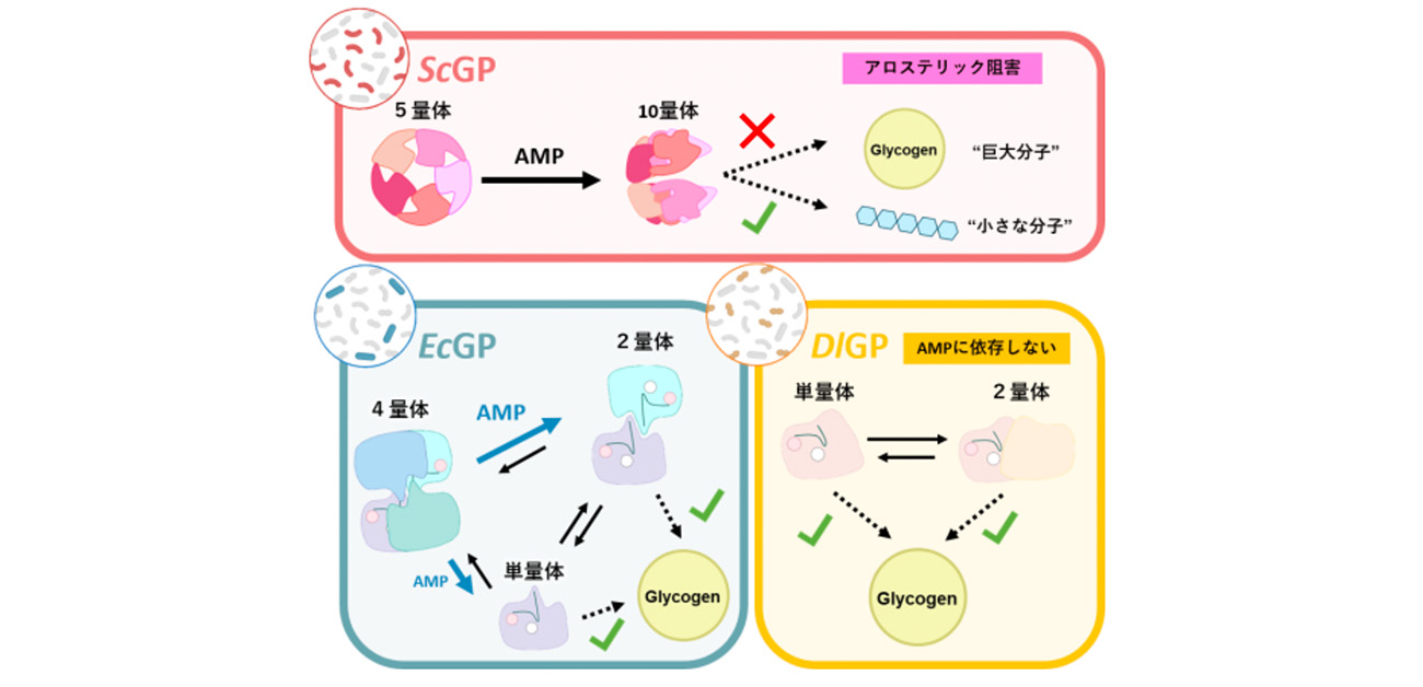 知られざるグリコーゲン分解酵素の多様性が明らかに