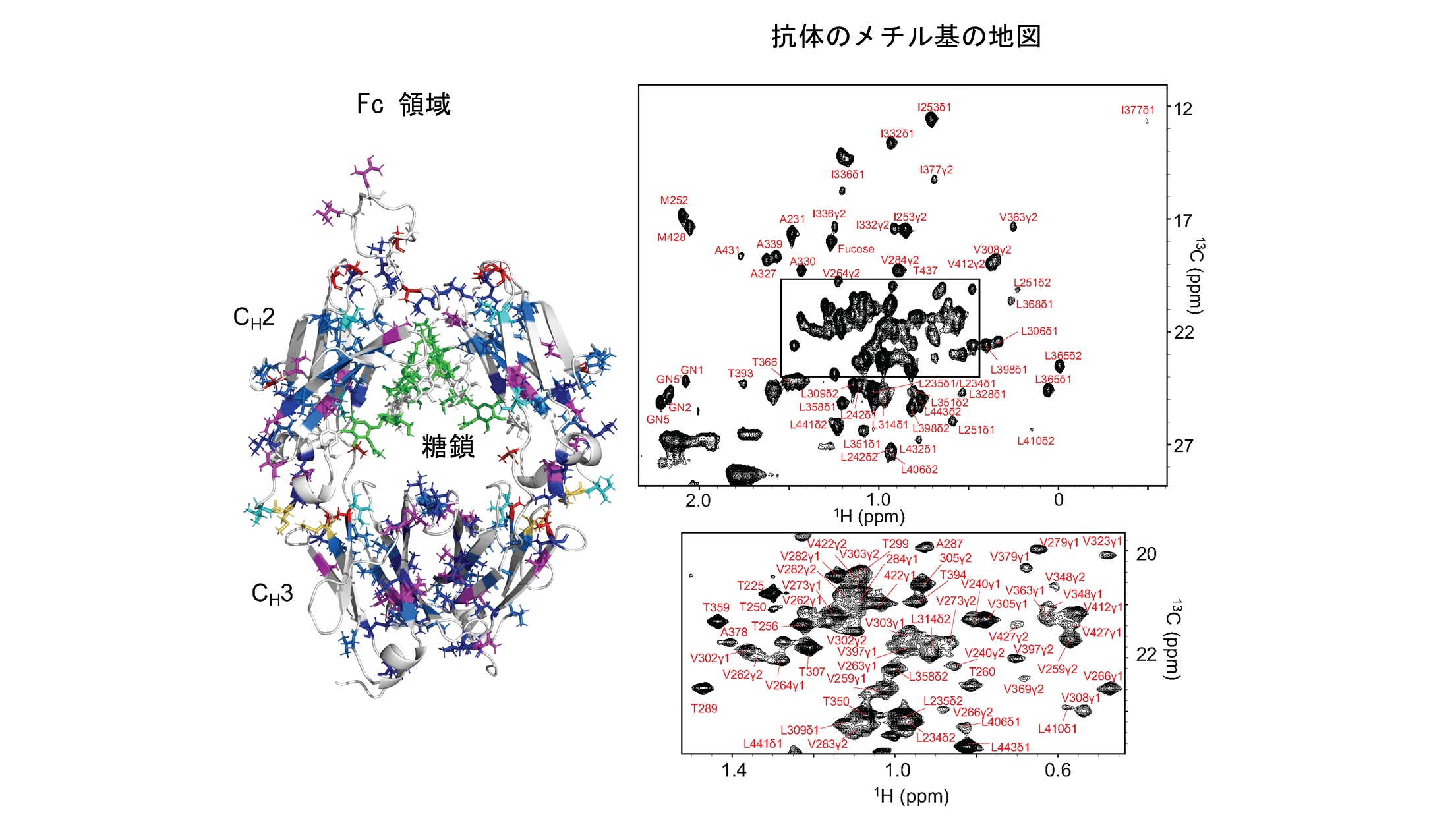 抗体の地図を描く:NMRで明らかにする抗体のFc領域の構造の秘密