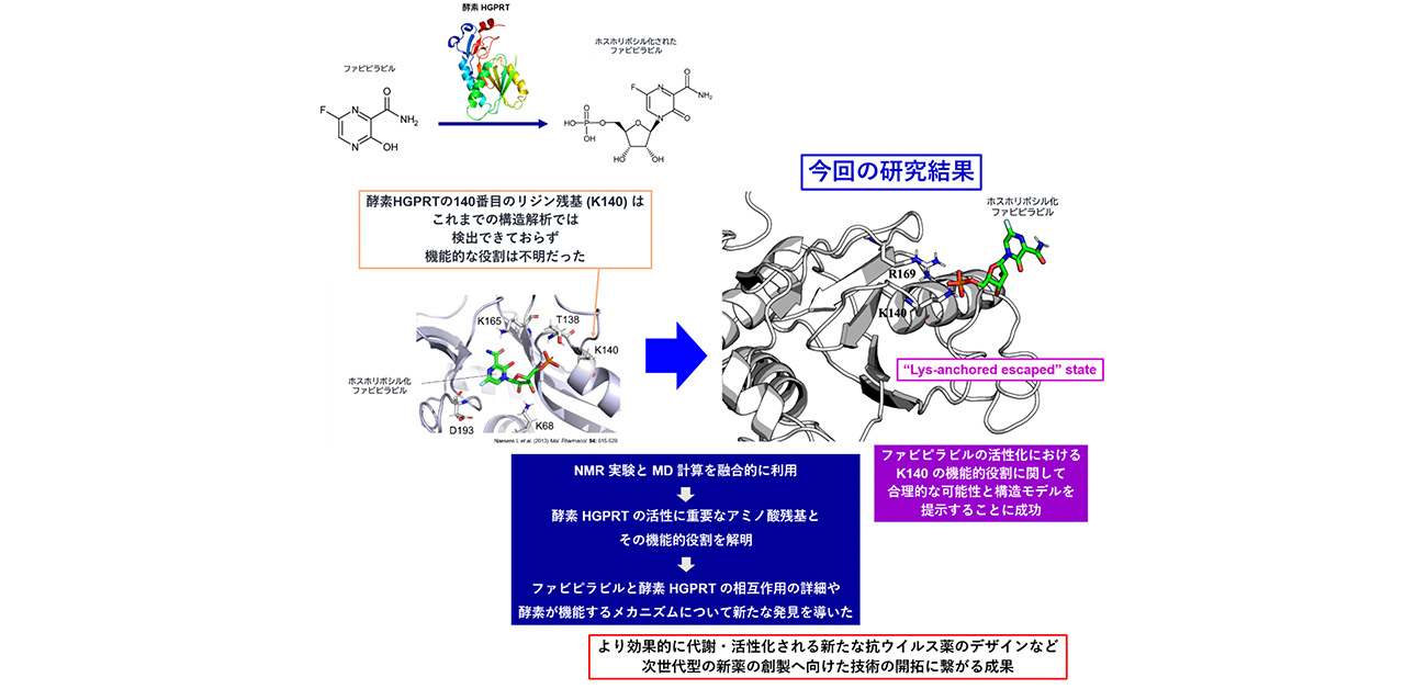 抗ウイルス薬ファビピラビルの活性化 の鍵となる酵素反応を可視化
