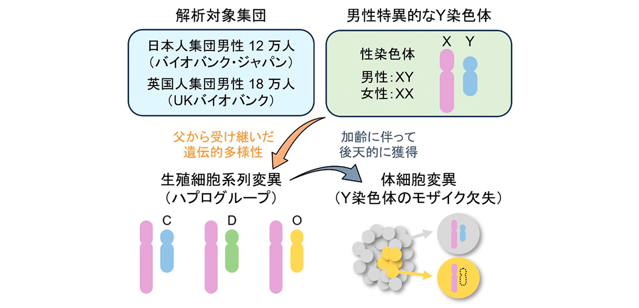 Y染色体がもたらす男性特異的な疾患リスク形成機構を解明