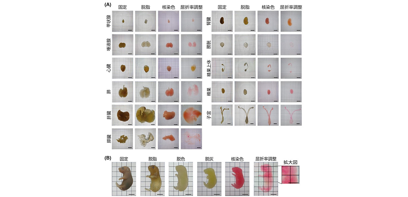 全臓器・全身の全細胞を網羅する3次元アトラスを構築