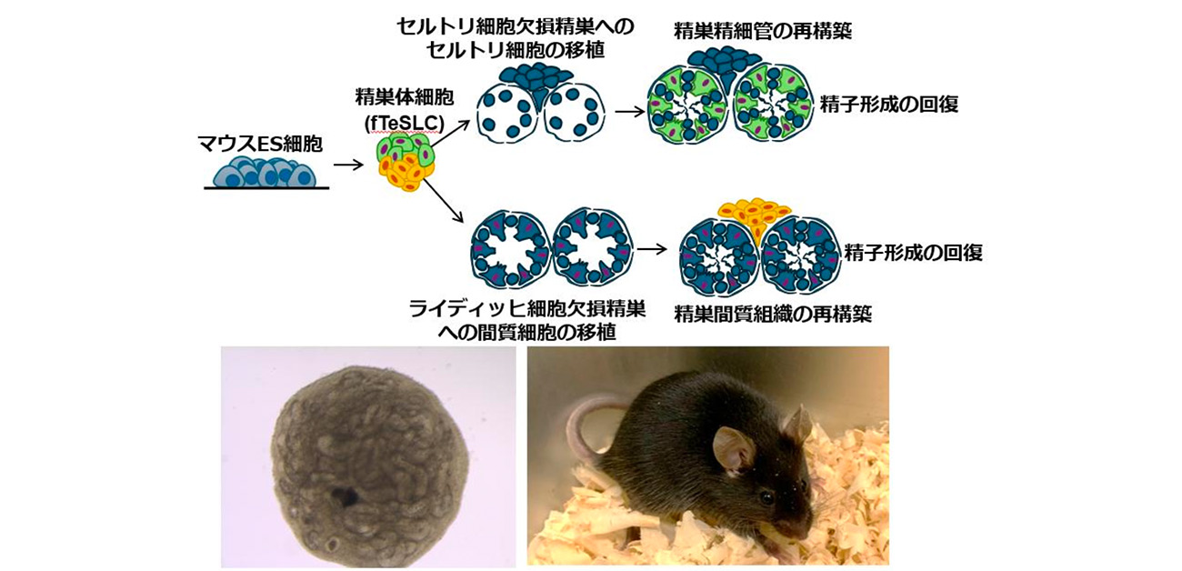 マウス多能性幹細胞から精巣組織の再構築に成功