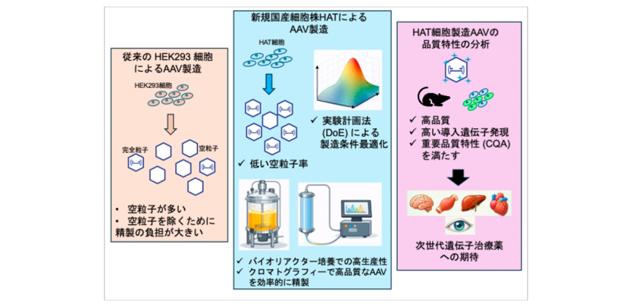 ＼遺伝子治療薬の高品質な「運び屋」を作る！／ 国産HAT細胞による AAV製造プラットフォームの確立