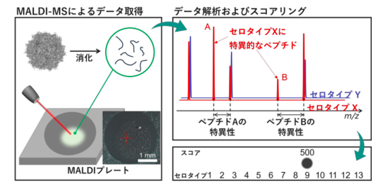 MALDI質量分析法による 組換えアデノ随伴ウイルスのセロタイプ同定法を開発