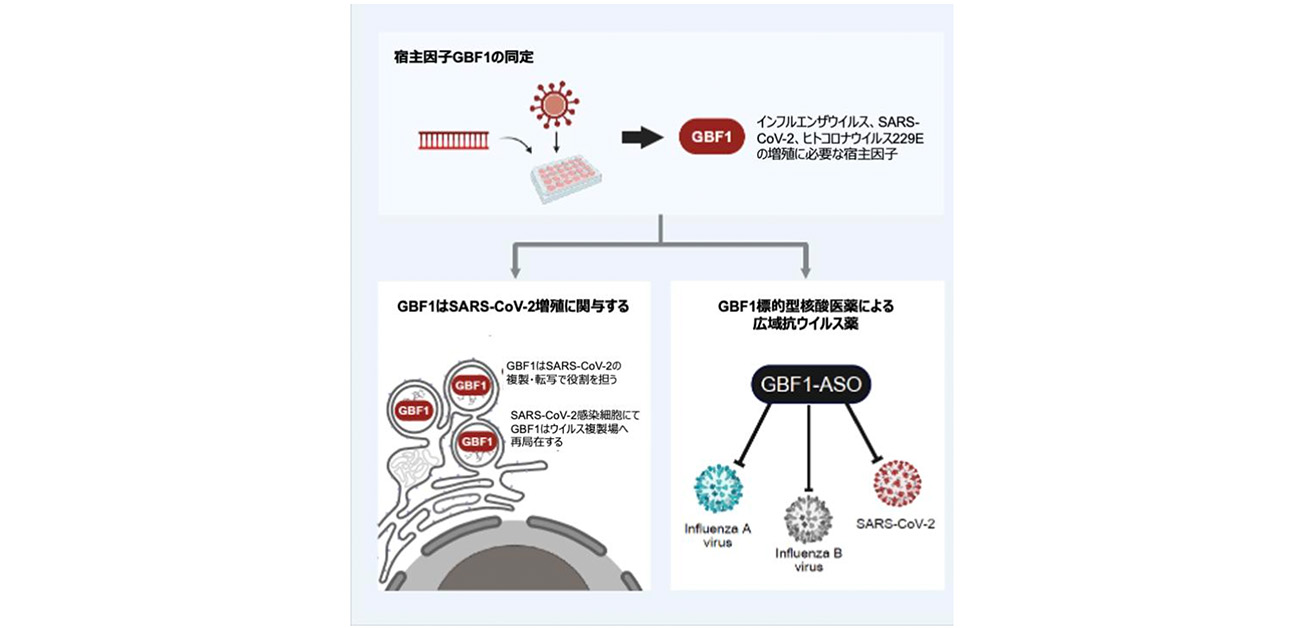 ＼変異に左右されにくい新しい抗ウイルス戦略／ 宿主因子GBF1を標的とする核酸医薬が インフルエンザウイルスと新型コロナウイルスの増殖を抑制