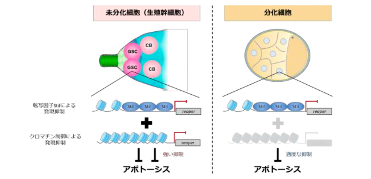 卵を作る生殖細胞を「死」から守る２重の安全装置を発見